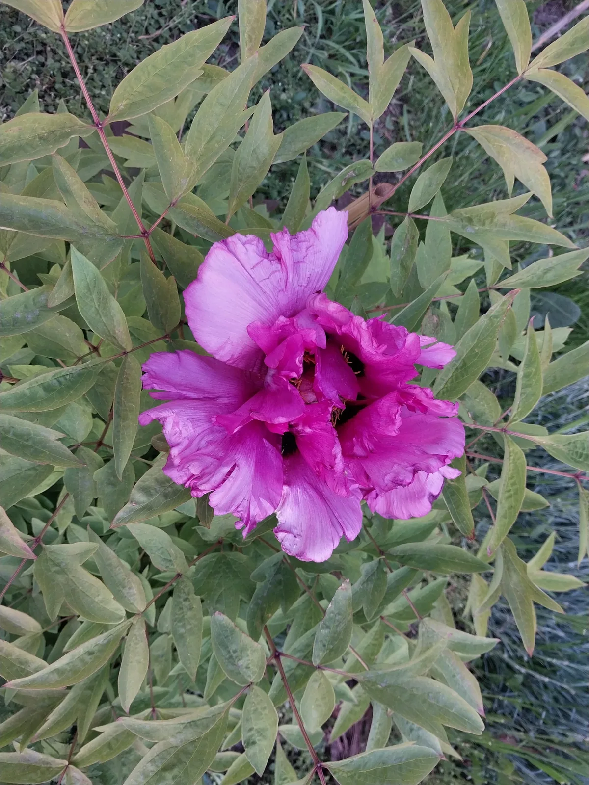 Photo: ykvach, via MINKA · CC BY · via GBIF tree peony (Paeonia suffruticosa), photograph