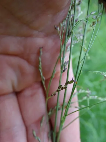 small buffalo grass (Panicum coloratum), photograph