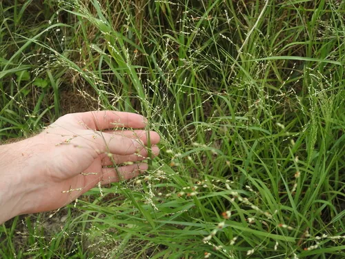 small buffalo grass (Panicum coloratum), photograph