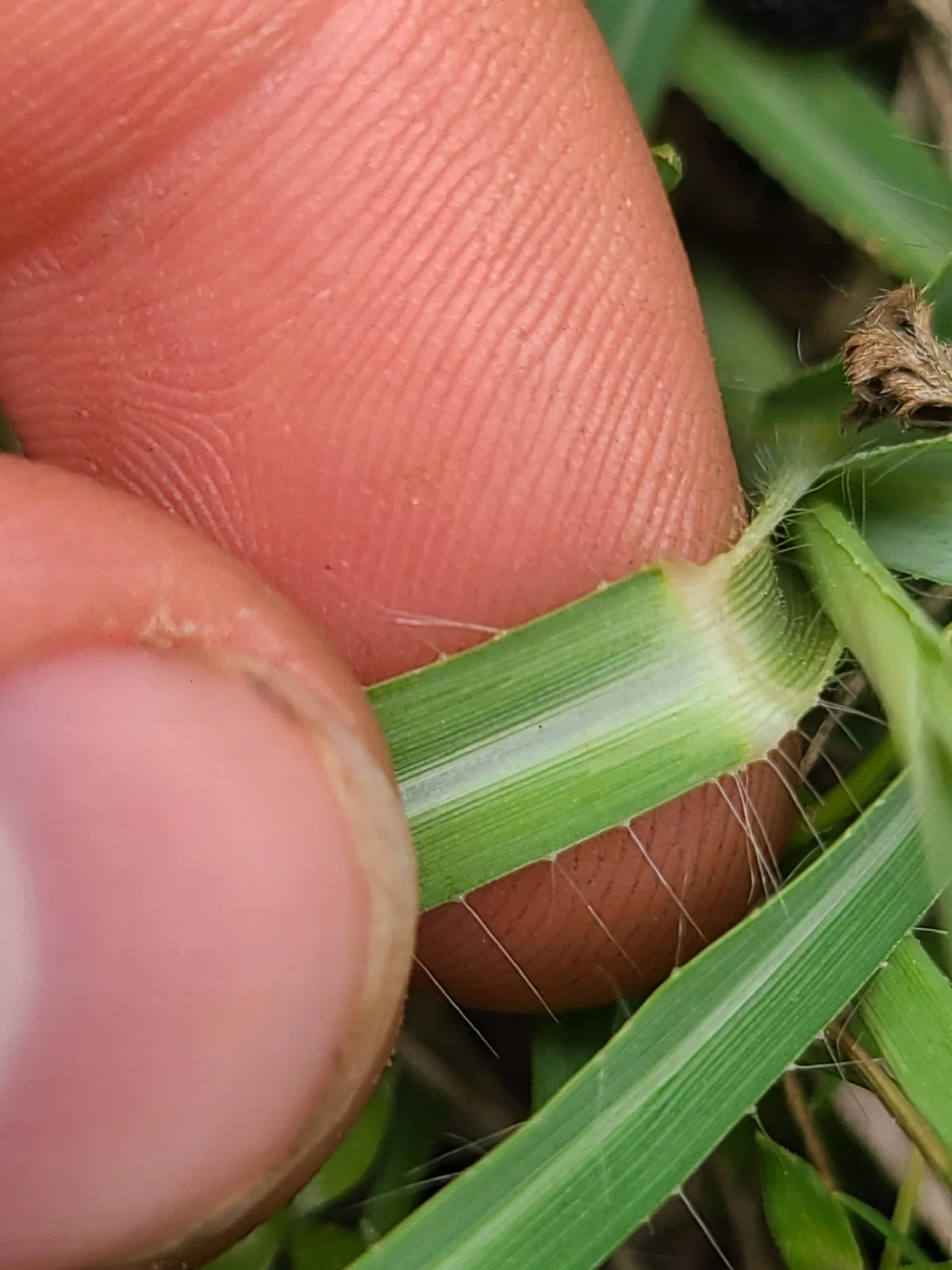 small buffalo grass (Panicum coloratum), photograph