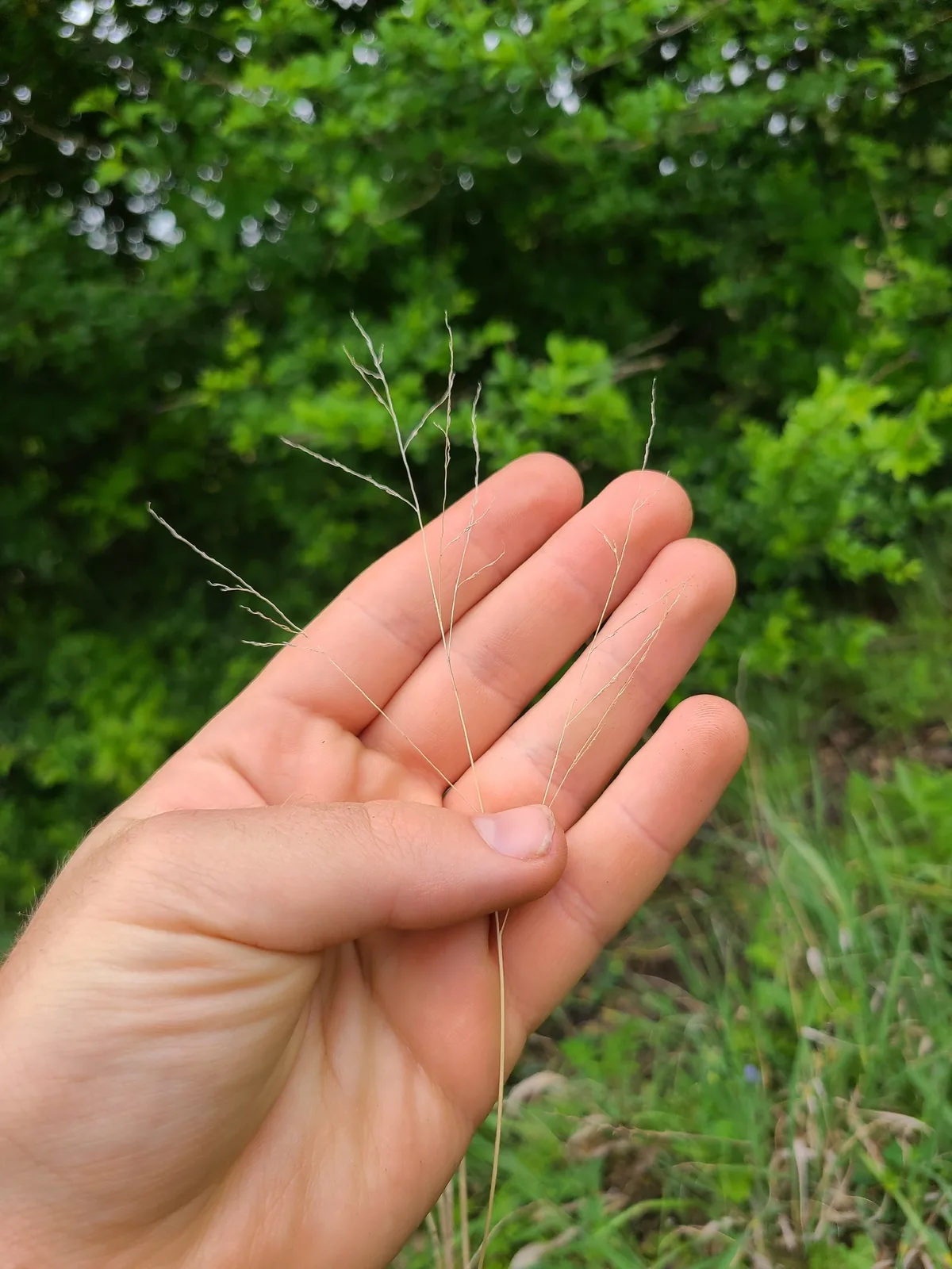 small buffalo grass (Panicum coloratum), photograph