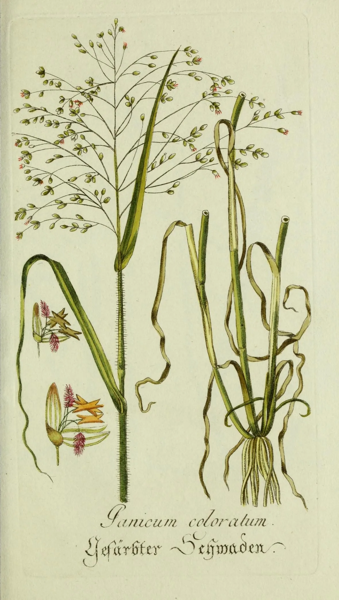 Illustration: Unknown authorUnknown author · Public domain · via Wikimedia Commons small buffalo grass (Panicum coloratum), botanical illustration