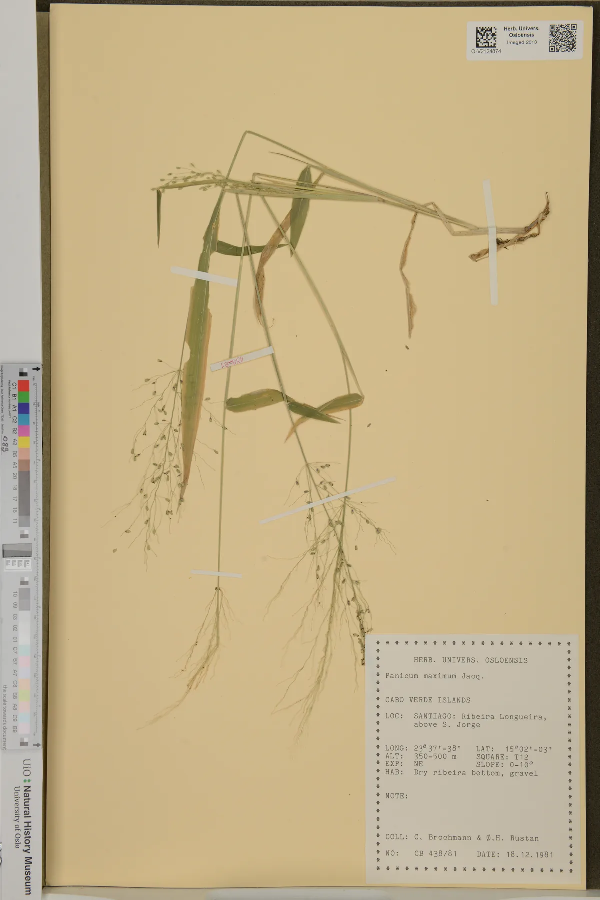 Guinea grass (Panicum maximum), photograph