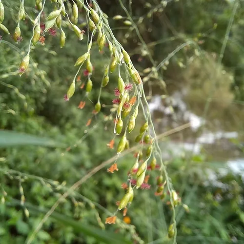 Photo: (c) Patrícia Mees, some rights reserved · CC BY · via iNaturalist Guinea grass (Panicum maximum), photograph