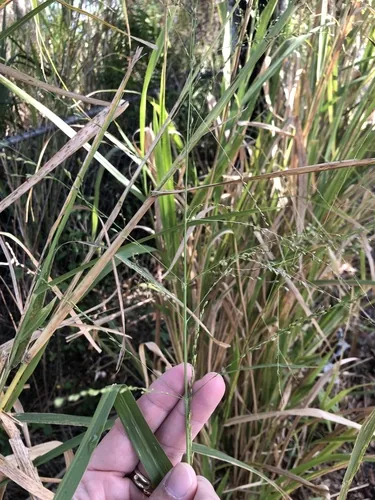 Guinea grass (Panicum maximum), photograph