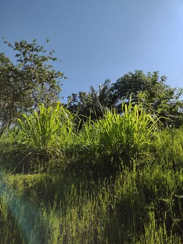 Guinea grass (Panicum maximum), photograph