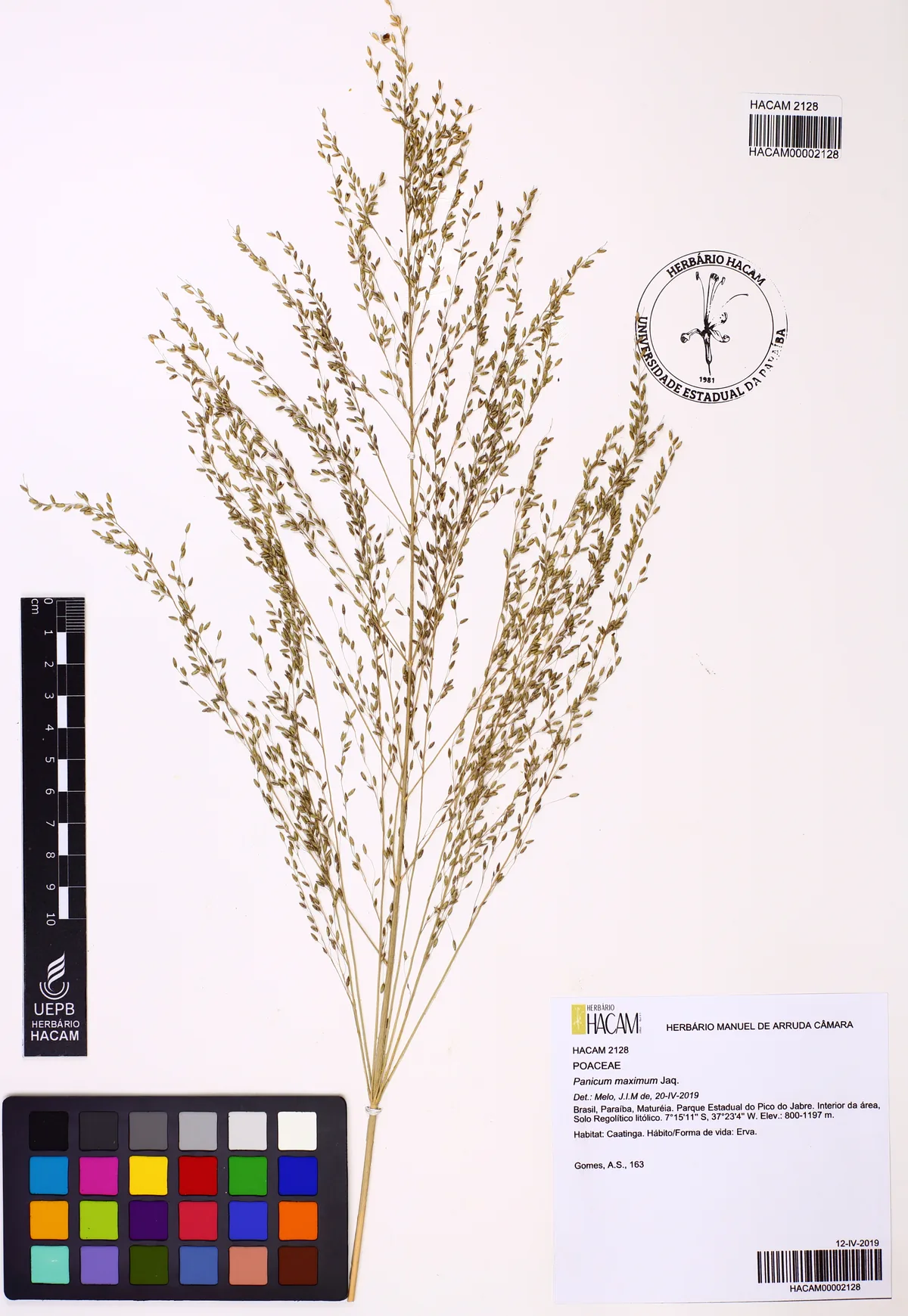 Guinea grass (Panicum maximum), photograph
