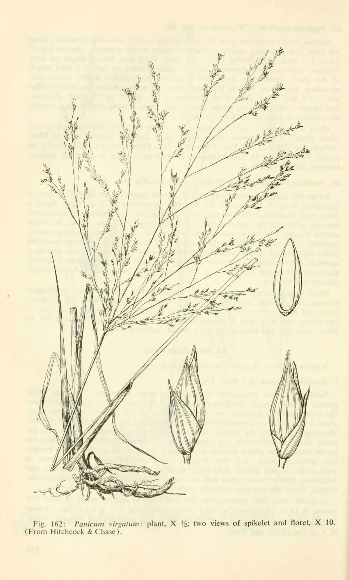 Switchgrass (Panicum virgatum), botanical illustration