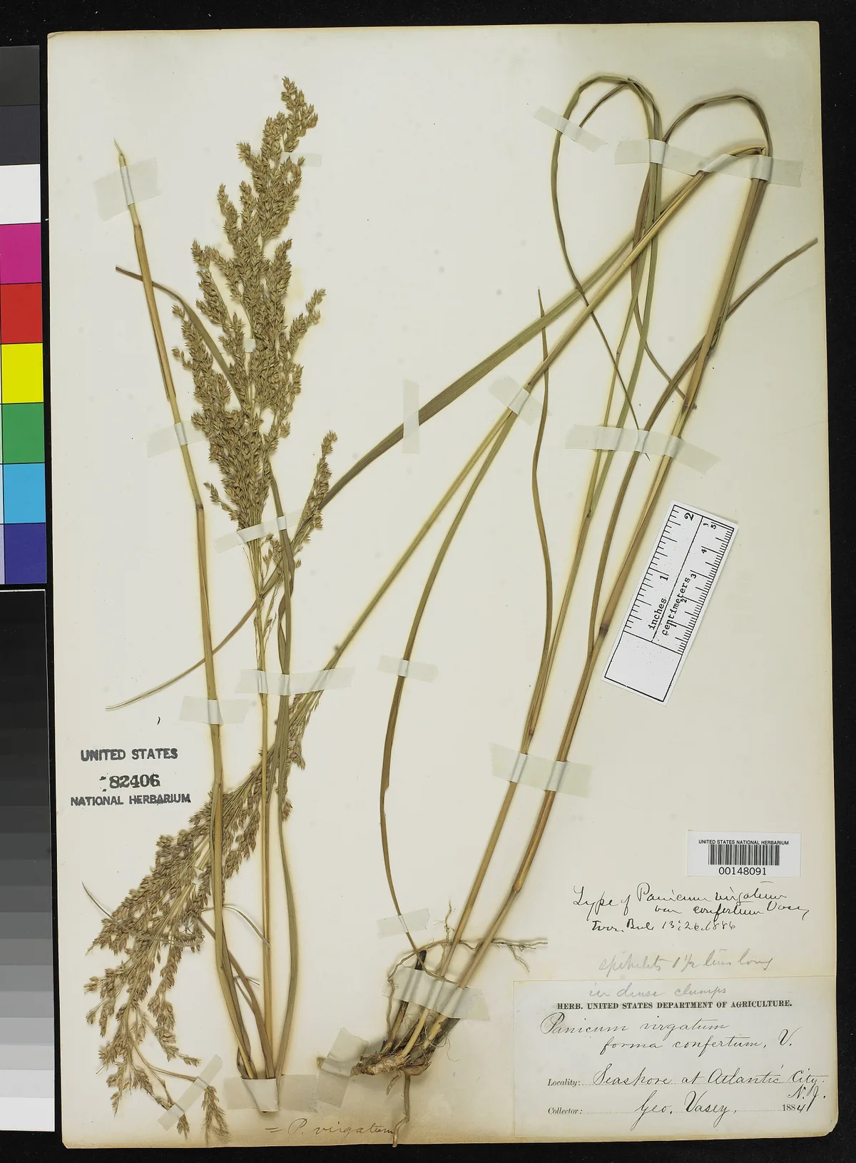 Switchgrass (Panicum virgatum), photograph