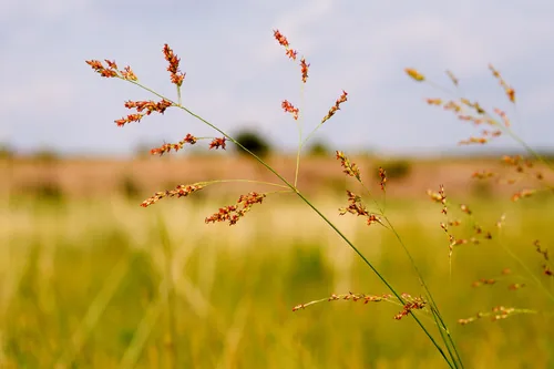Photo: no rights reserved · CC0 · via iNaturalist switchgrass (Panicum virgatum), photograph