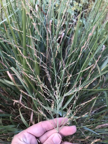 Switchgrass (Panicum virgatum), photograph