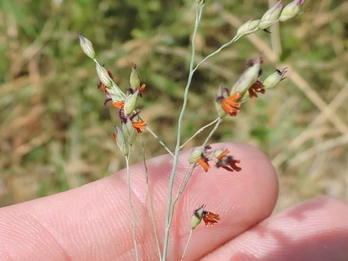 Switchgrass (Panicum virgatum), photograph