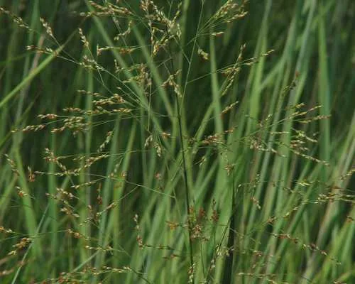 Photo: (c) Peter Chen 2.0, some rights reserved (CC BY) · cc-by · via iNaturalist Switchgrass (Panicum virgatum), photograph