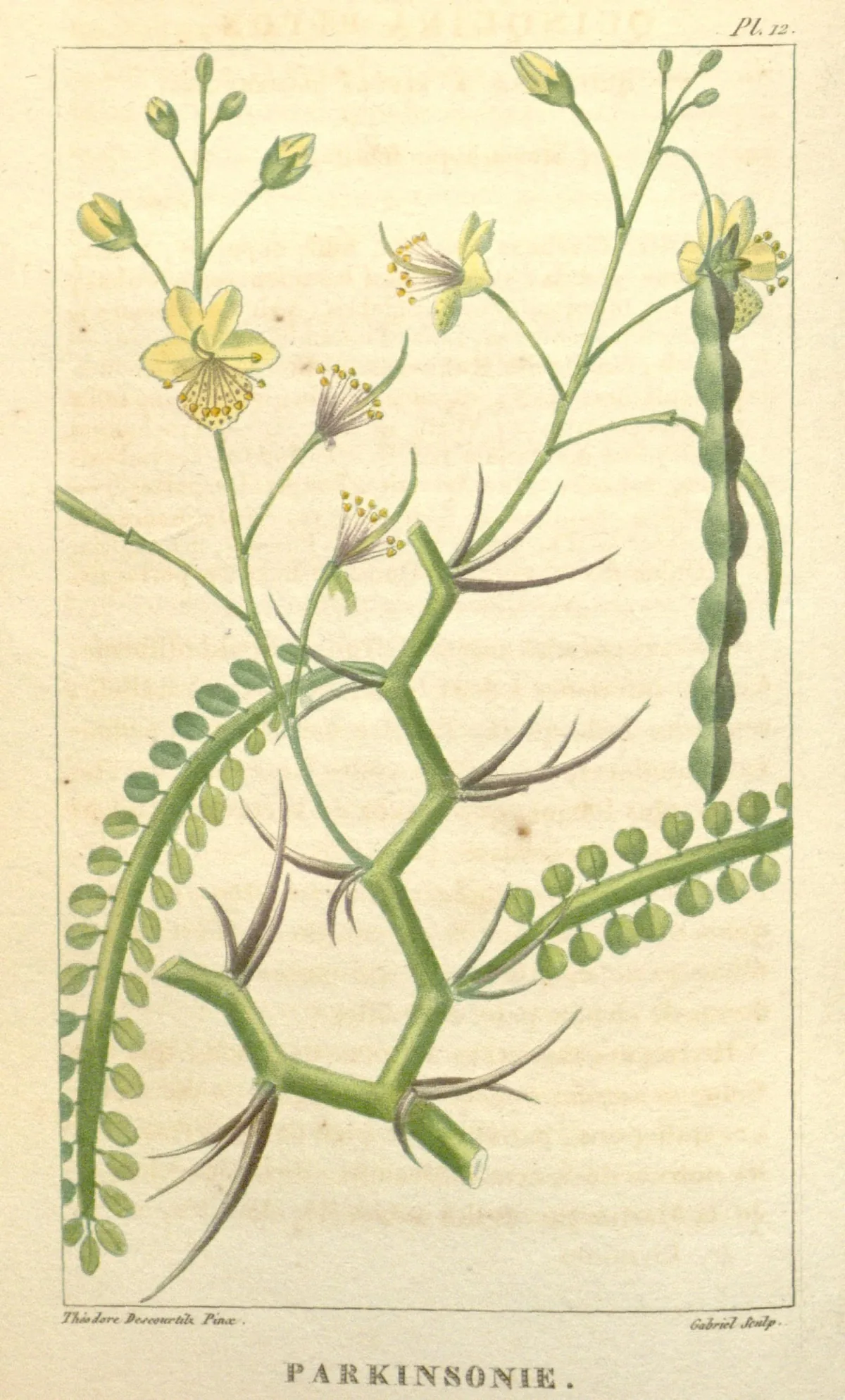 Barbados Flowerfence (Parkinsonia aculeata), botanical illustration