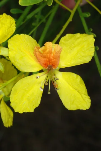 Photo: (c) Douglas Goldman, some rights reserved (CC BY-SA) · cc-by-sa · via iNaturalist Barbados Flowerfence (Parkinsonia aculeata), photograph