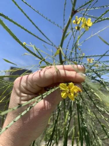 Barbados Flowerfence (Parkinsonia aculeata), photograph
