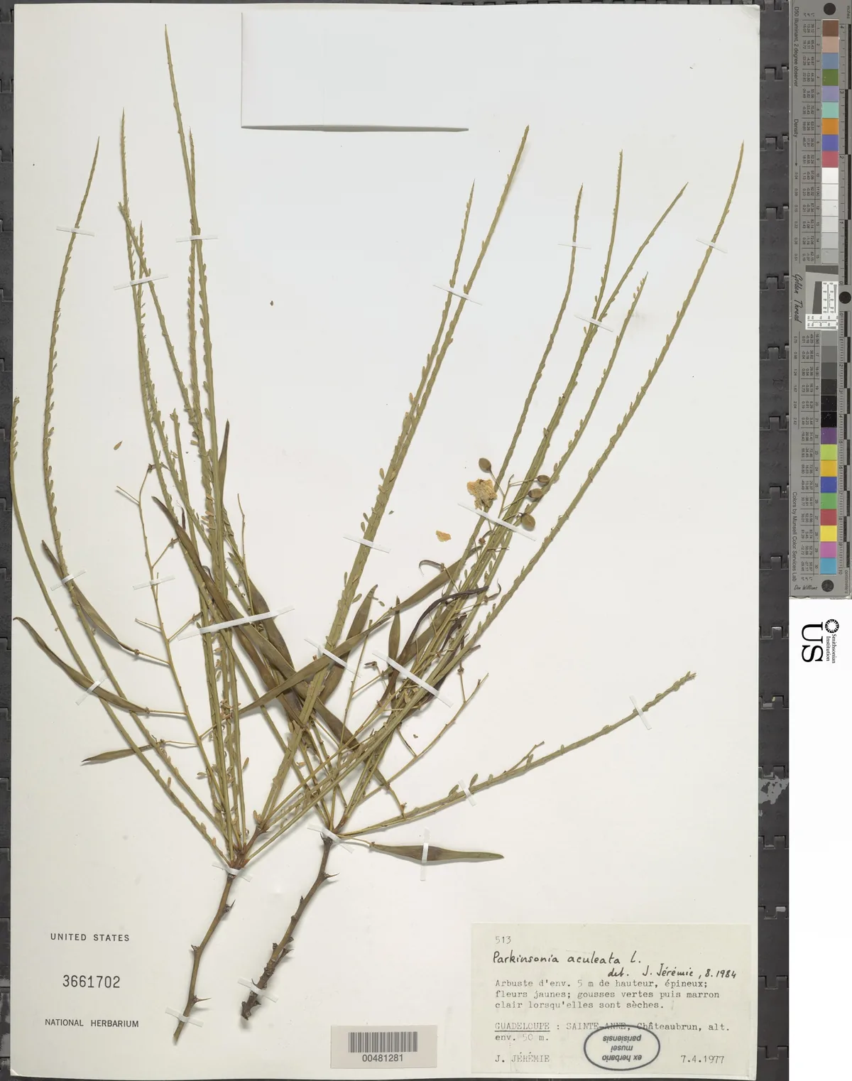 Barbados Flowerfence (Parkinsonia aculeata), photograph