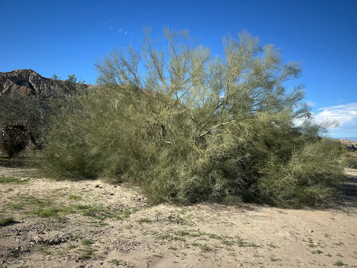 Palo Verde, photograph