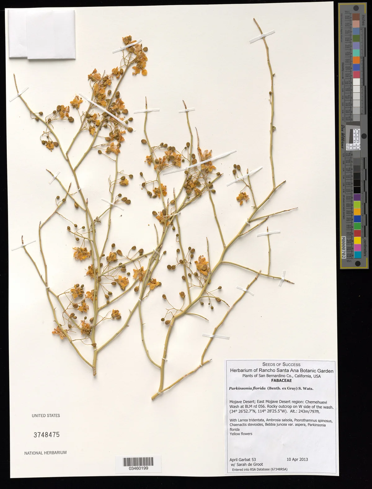 Palo Verde (Parkinsonia florida), photograph