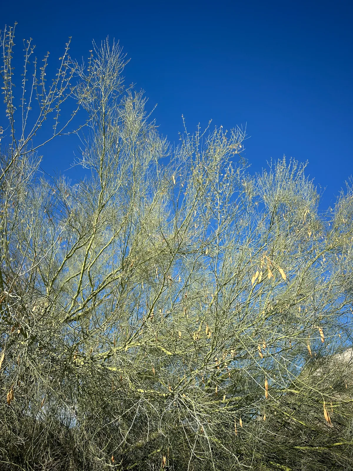 Palo Verde (Parkinsonia florida), photograph