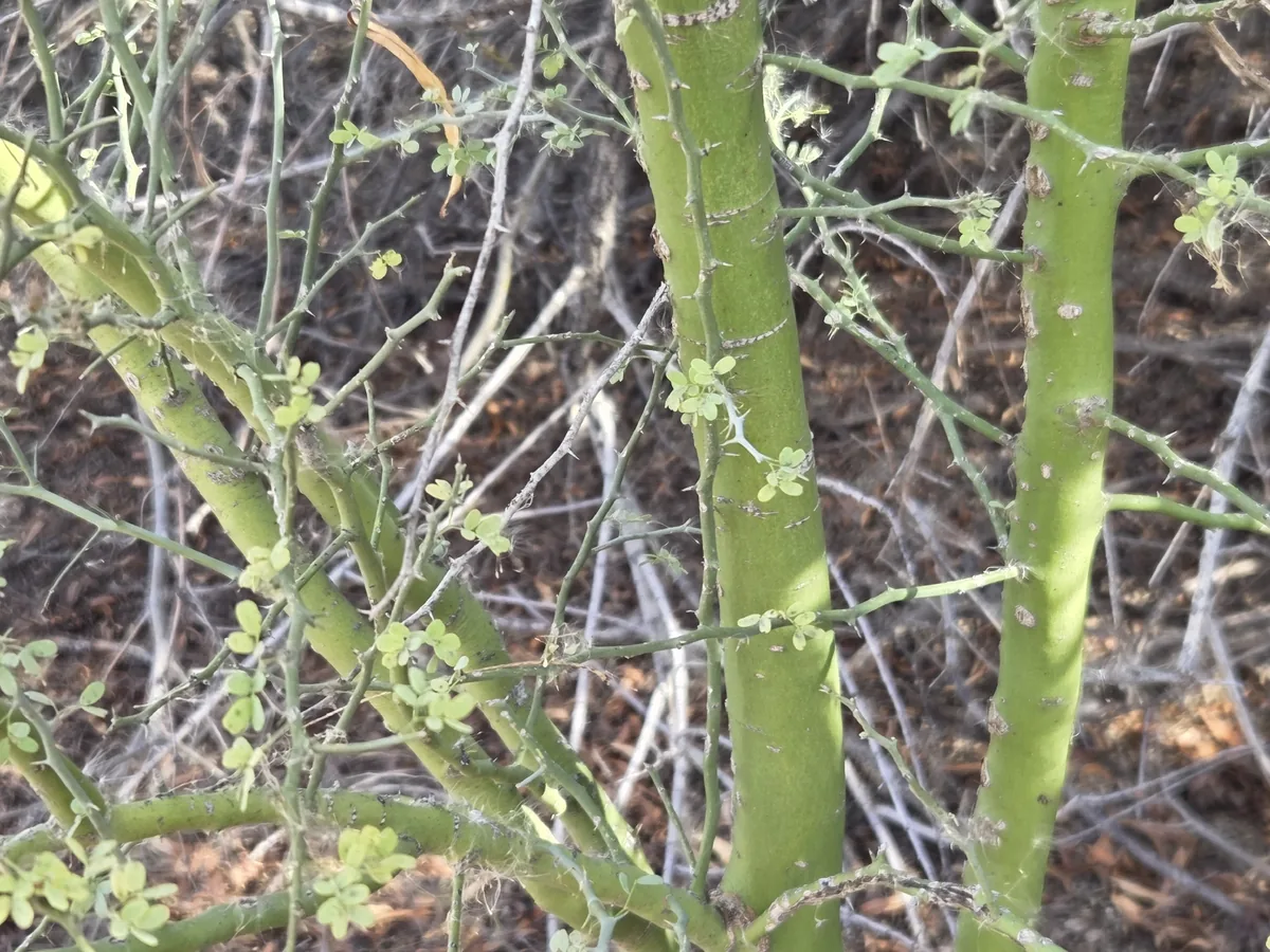 Palo Verde (Parkinsonia florida), photograph