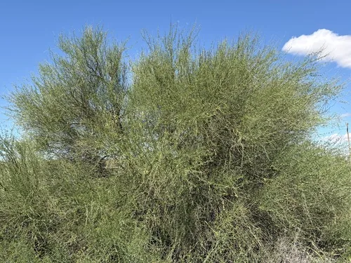 Photo: (c) Thomas Mesaglio, some rights reserved (CC BY) · cc-by · via iNaturalist Palo Verde (Parkinsonia florida), photograph