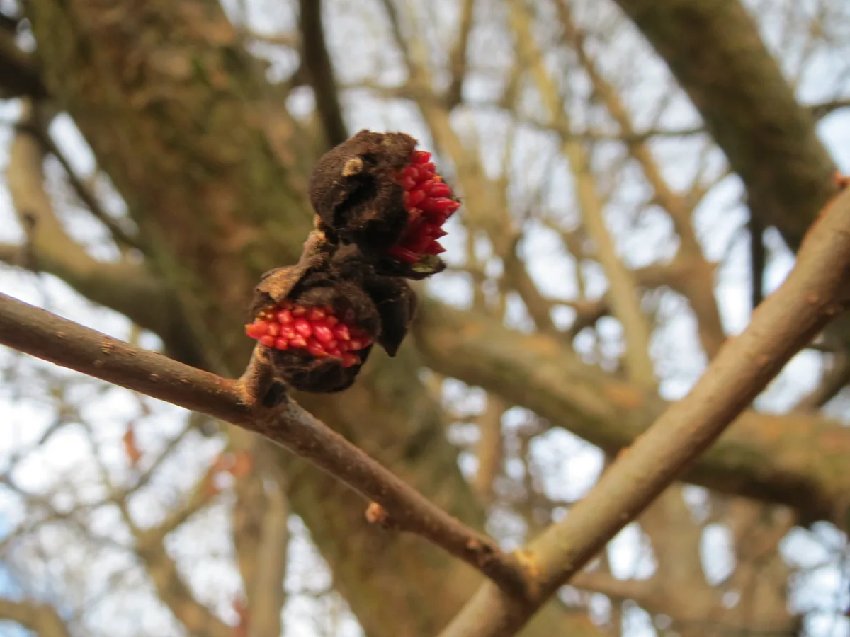Photo: AnRo0002 · CC0 · via Wikimedia Commons Persian Ironwood (Parrotia persica), photograph
