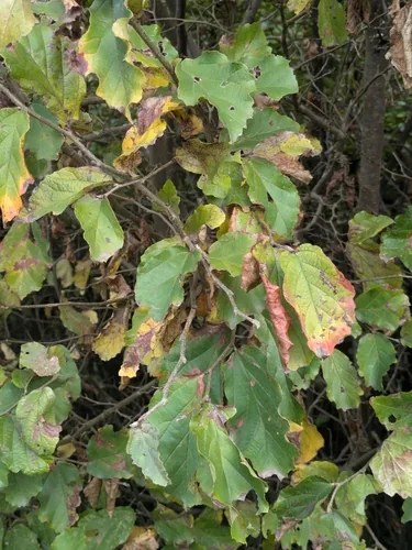Persian Ironwood (Parrotia persica), photograph