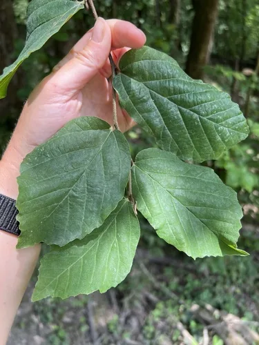 Persian Ironwood (Parrotia persica), photograph