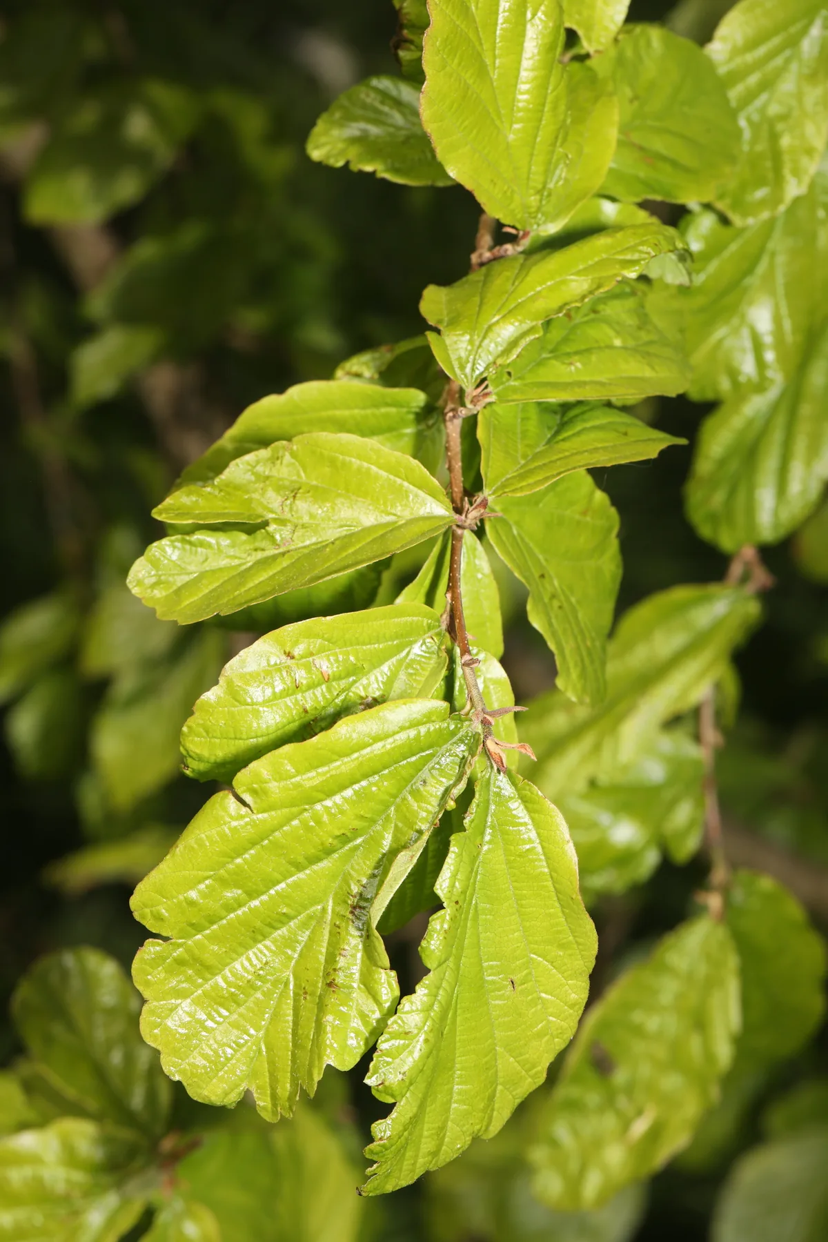 Persian Ironwood (Parrotia persica), photograph
