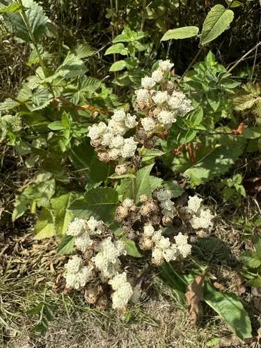 Wild Quinine (Parthenium integrifolium), photograph