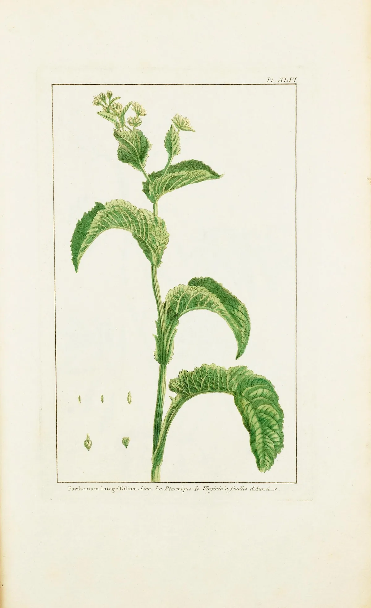 Wild Quinine (Parthenium integrifolium), botanical illustration