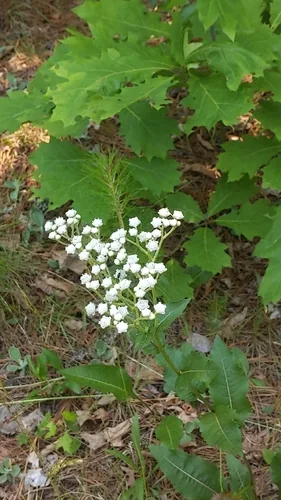 wild quinine (Parthenium integrifolium), photograph