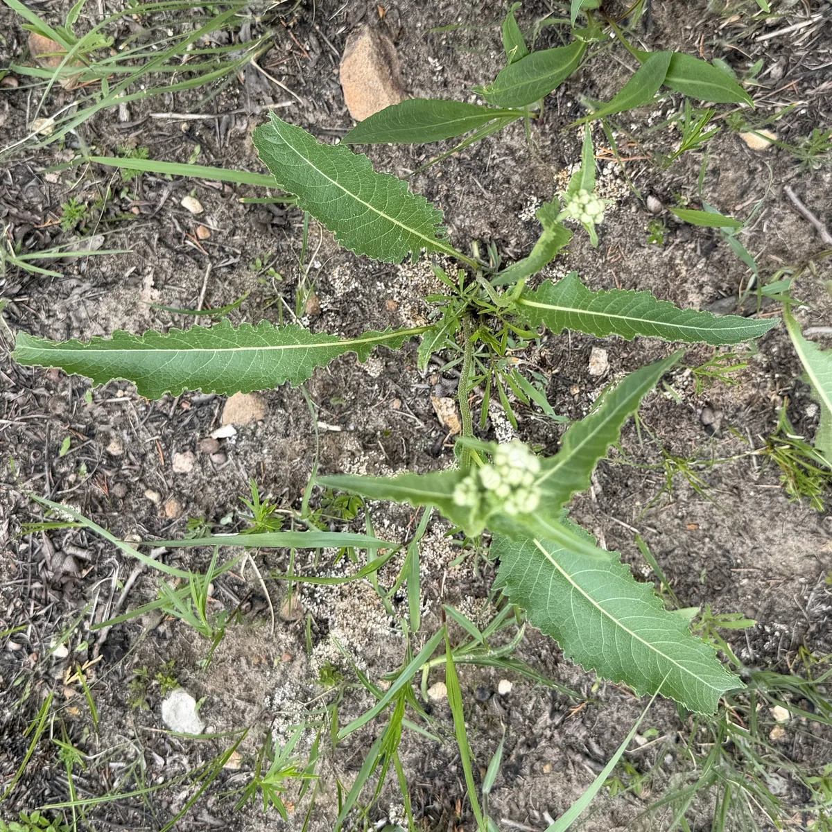 Wild Quinine (Parthenium integrifolium), photograph