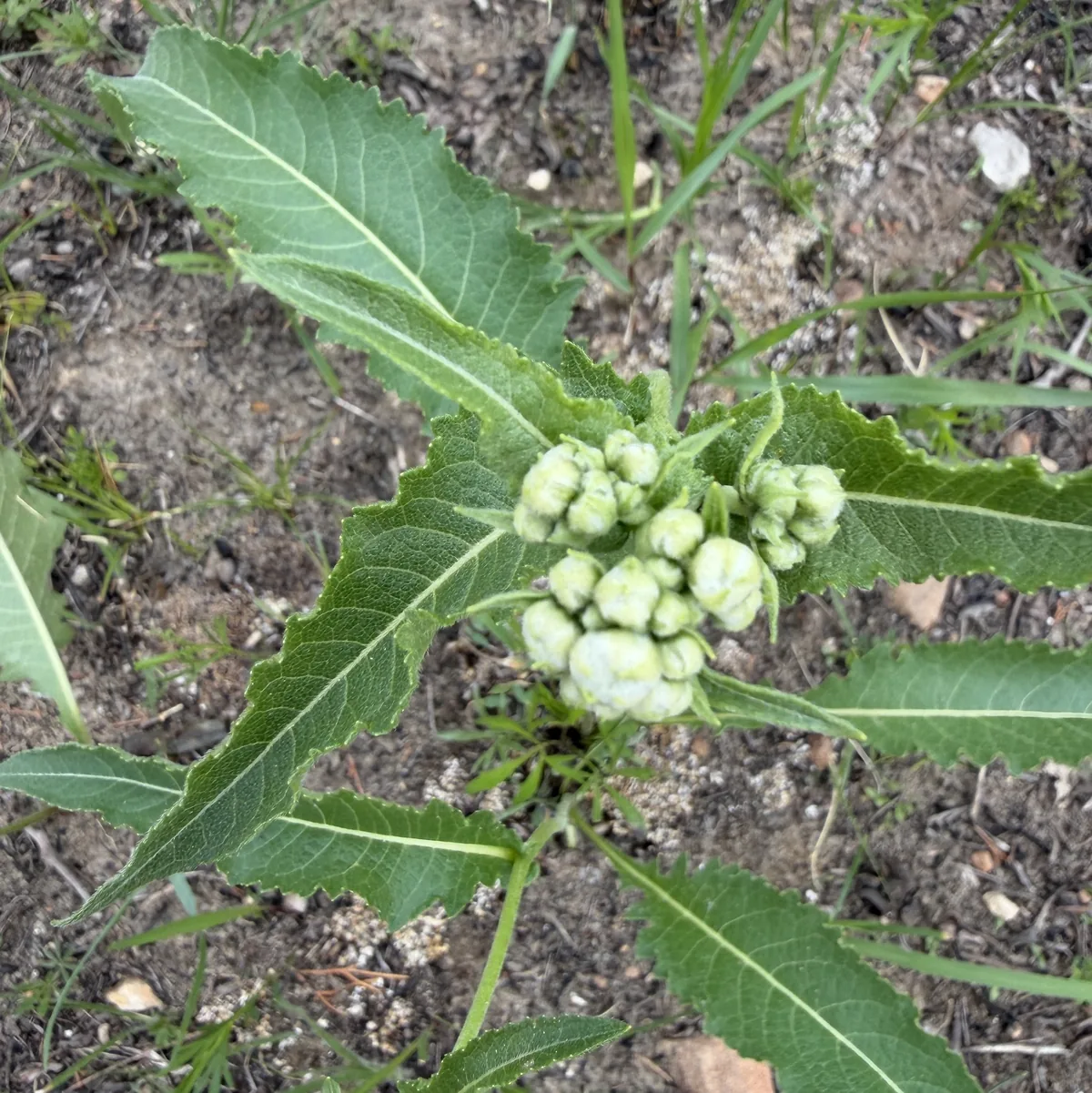 Wild Quinine (Parthenium integrifolium), photograph