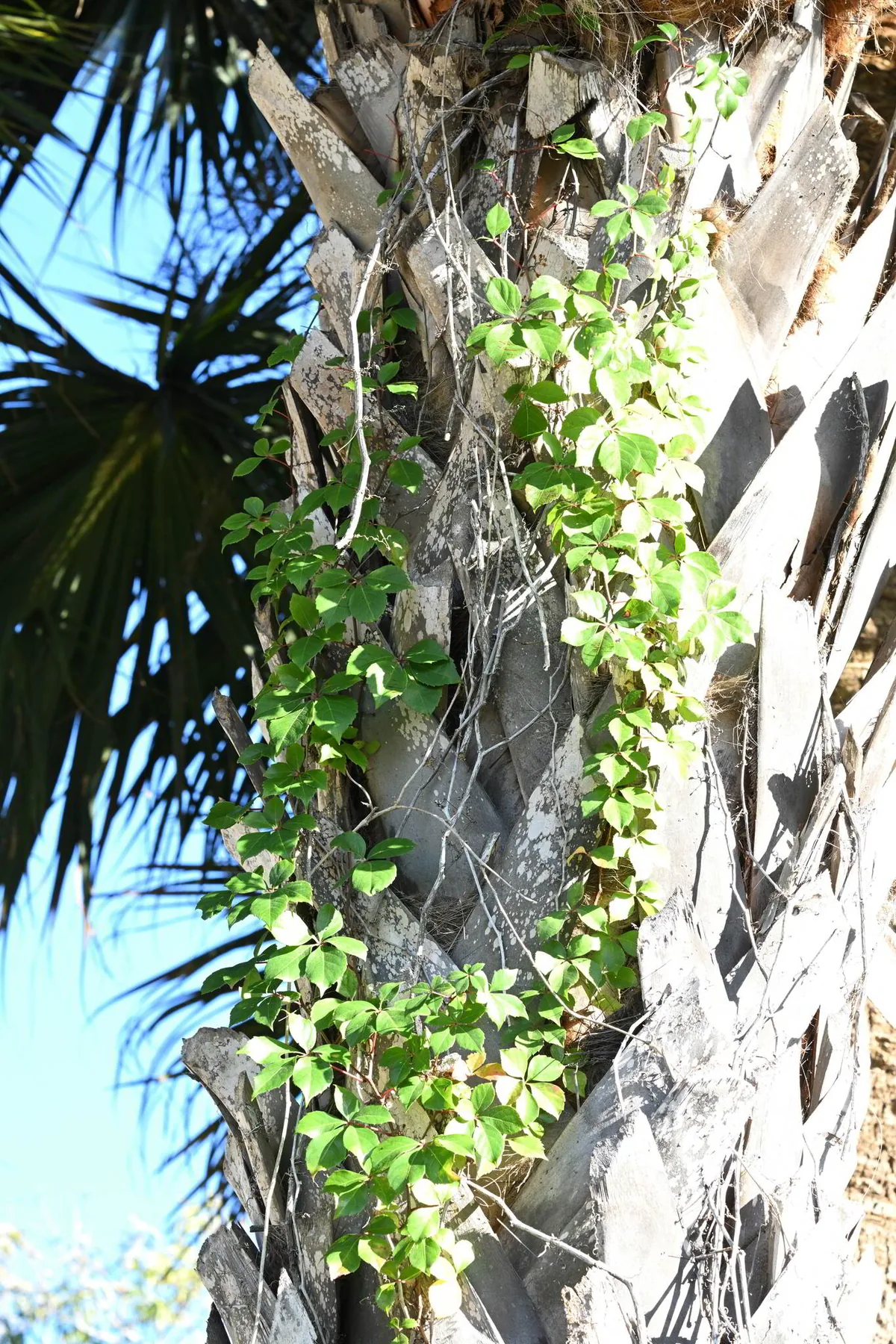 Virginia Creeper (Parthenocissus quinquefolia), photograph