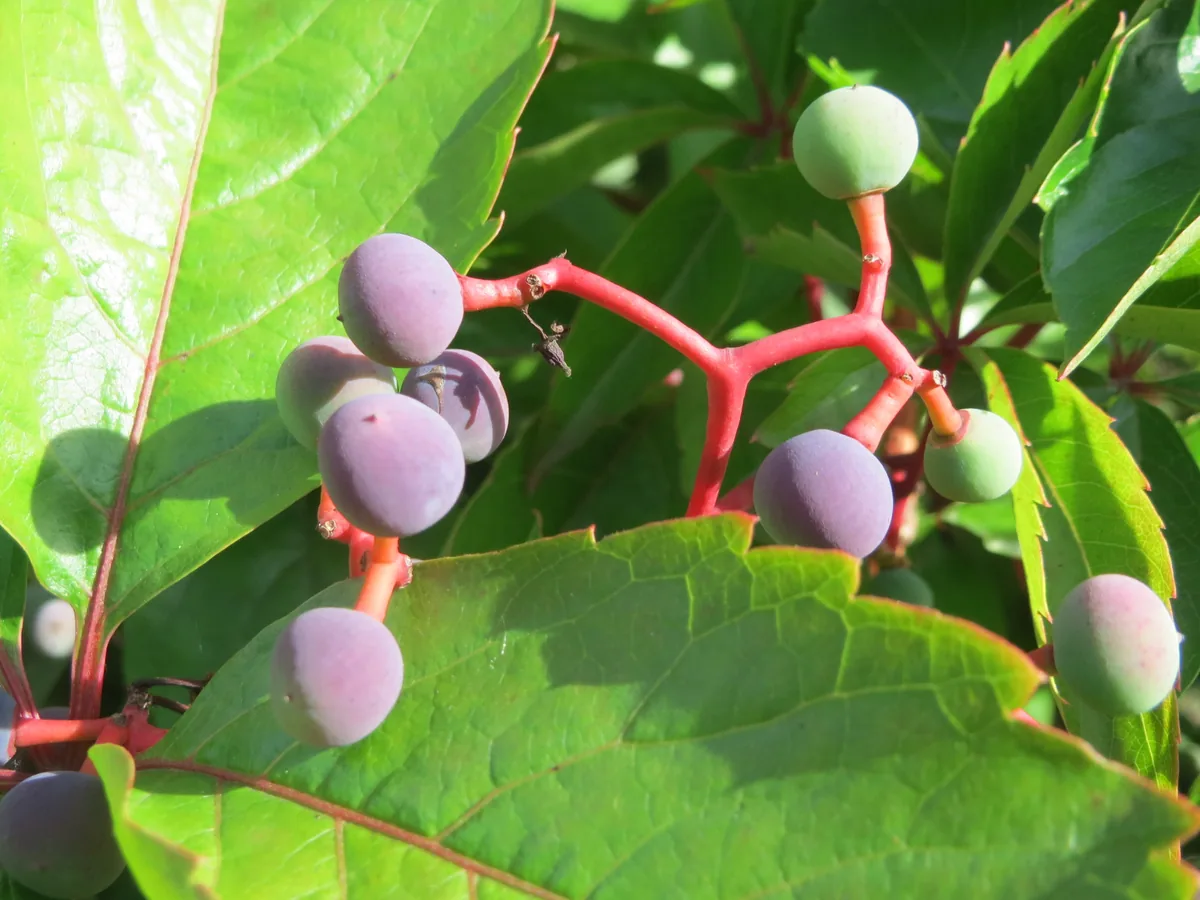 Photo: AnRo0002 · CC0 · via Wikimedia Commons Virginia creeper (Parthenocissus quinquefolia), photograph