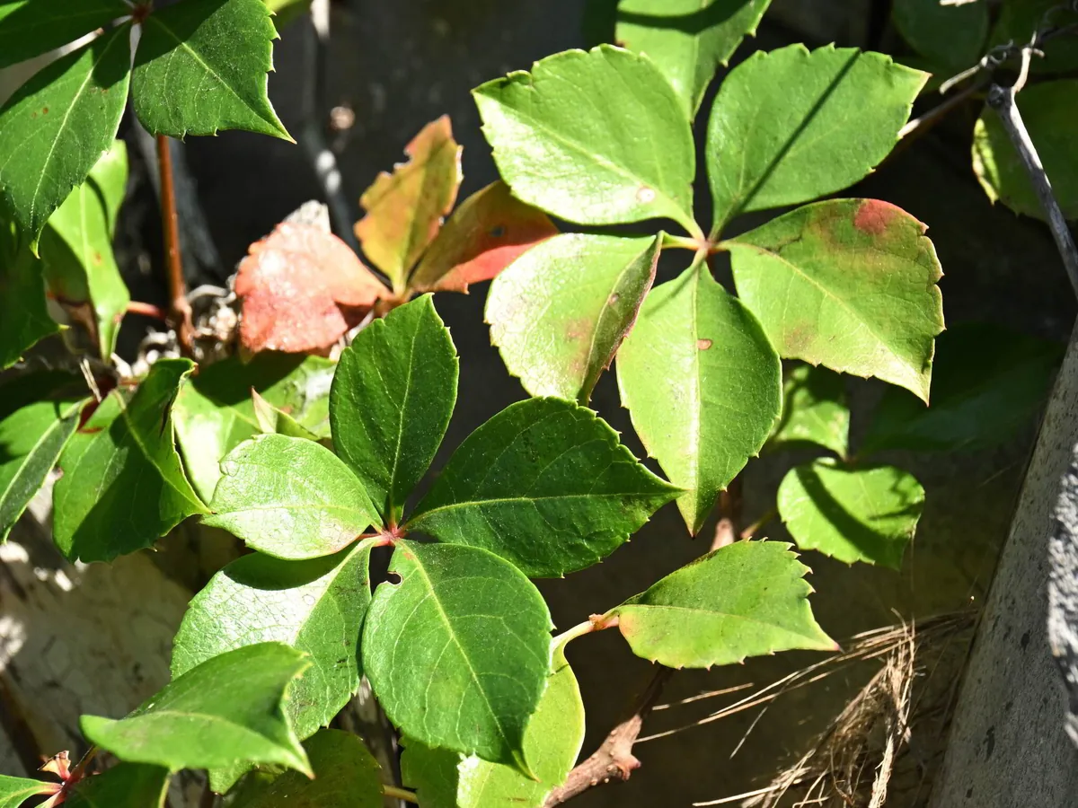 Virginia Creeper (Parthenocissus quinquefolia), photograph
