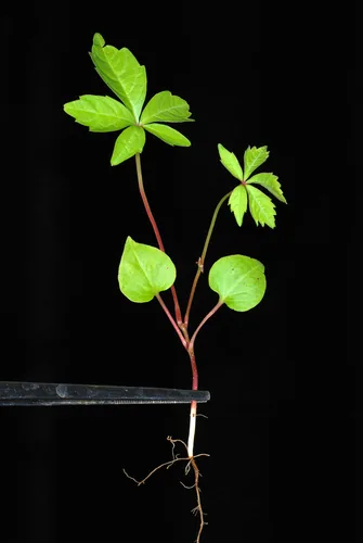 Virginia Creeper (Parthenocissus quinquefolia), photograph