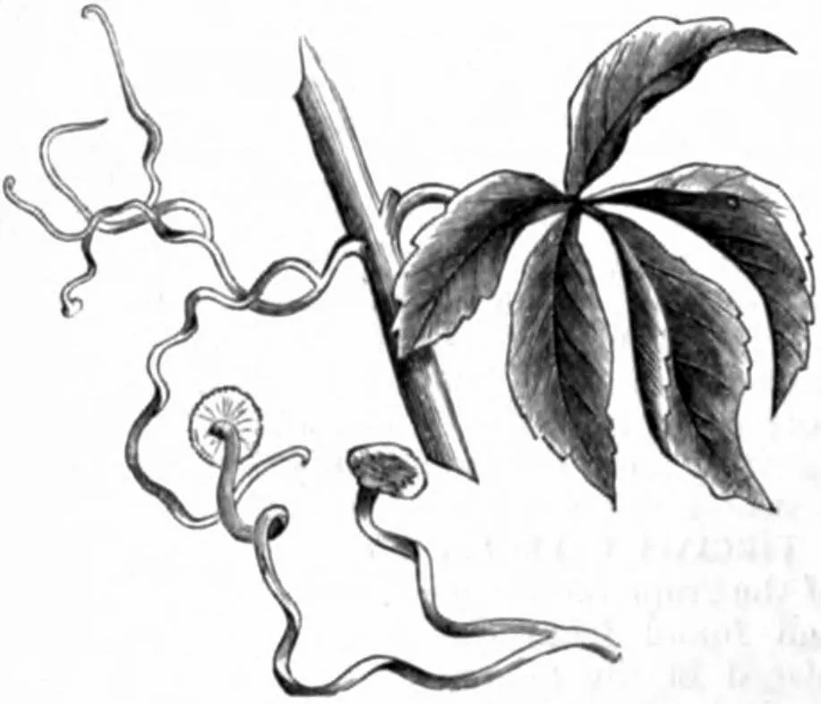 Virginia Creeper (Parthenocissus quinquefolia), botanical illustration