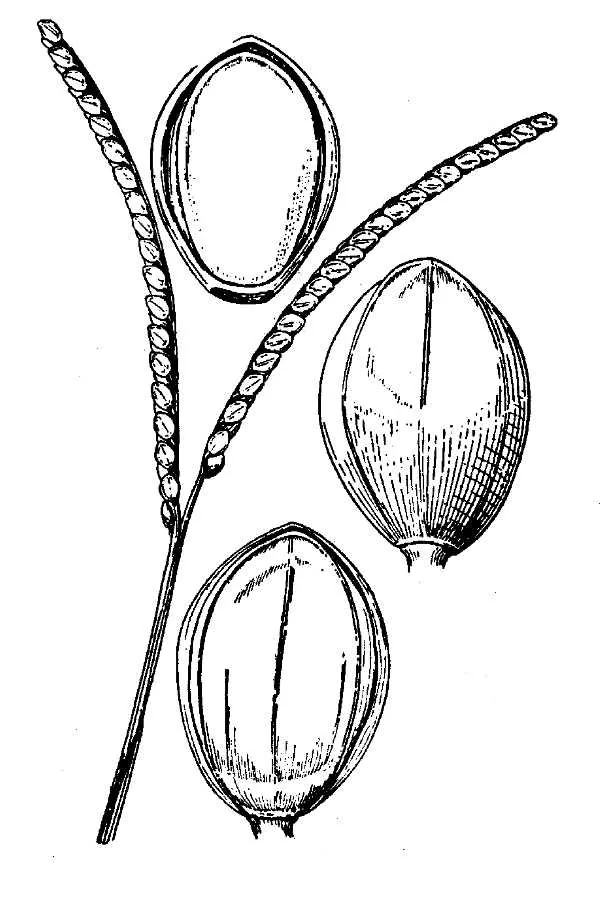 Bahiagrass (Paspalum notatum), botanical illustration