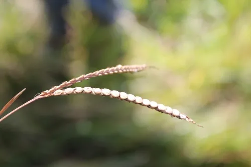 Bahiagrass (Paspalum notatum), photograph