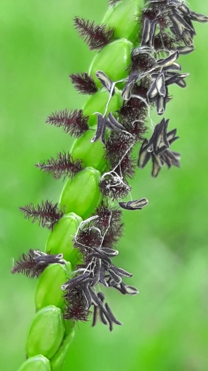 Bahiagrass (Paspalum notatum), photograph