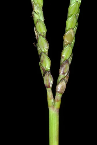 Photo: (c) Douglas Goldman, some rights reserved (CC BY-SA) · cc-by-sa · via iNaturalist Bahiagrass (Paspalum notatum), photograph
