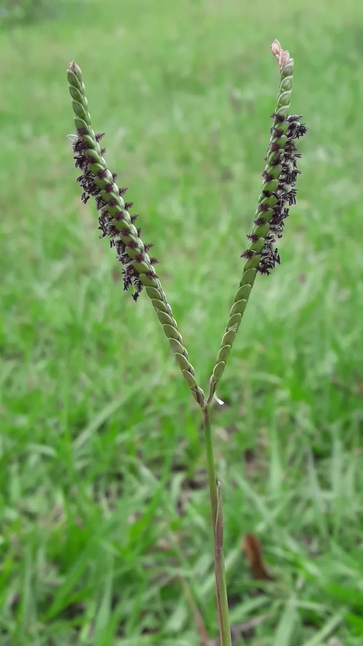 bahiagrass (Paspalum notatum), photograph