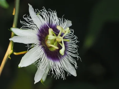 Photo: no rights reserved · cc0 · via iNaturalist Passion Fruit (Passiflora edulis), photograph