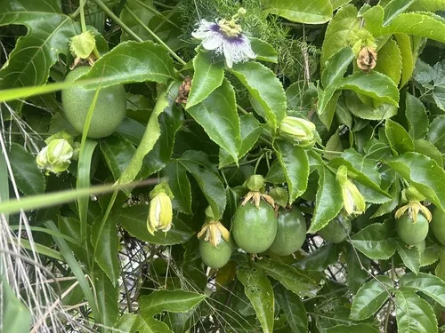 Passion Fruit (Passiflora edulis), photograph
