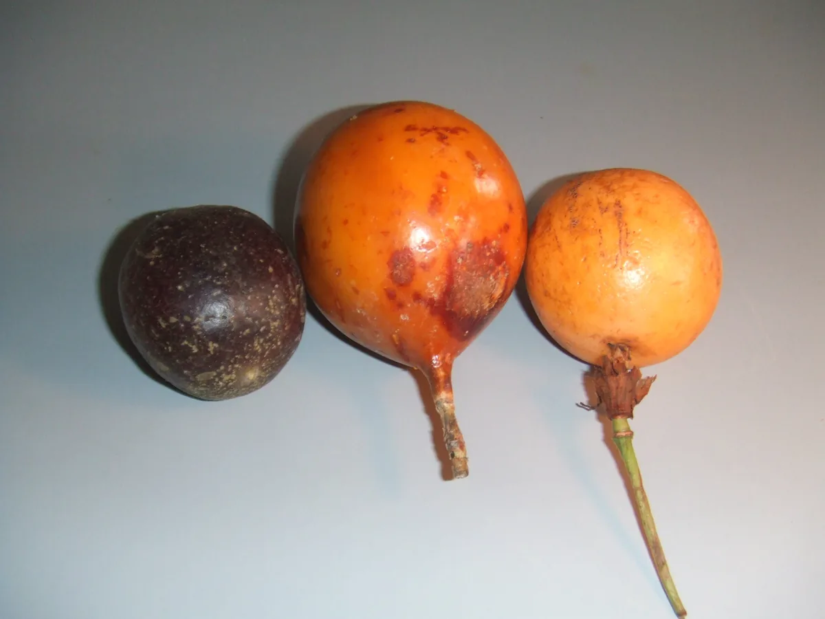 Passion Fruit (Passiflora edulis), photograph