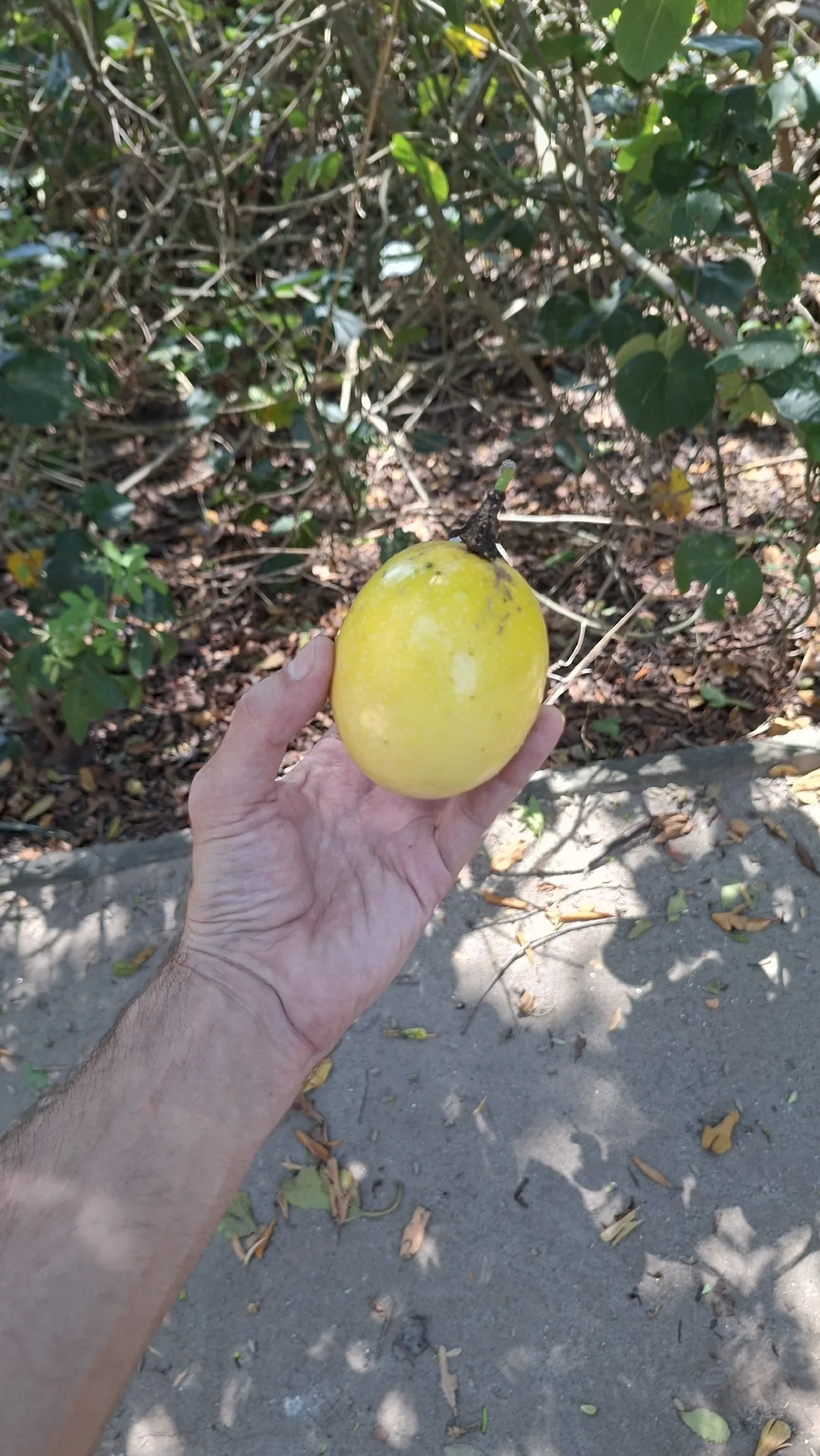 Photo: filipeprates, via iNaturalist · CC BY · via GBIF passion fruit (Passiflora edulis), photograph