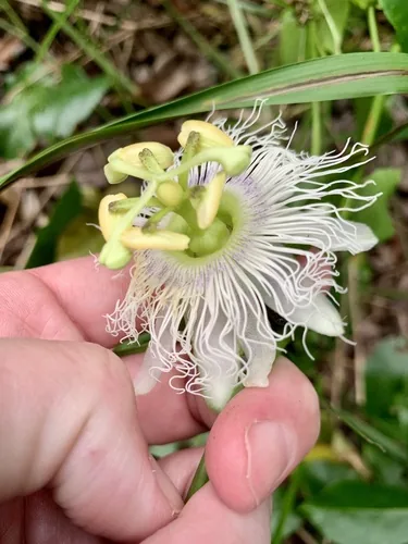 Passion Fruit (Passiflora edulis), photograph